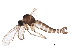  ( - BIOUG33056-D09)  @11 [ ] CreativeCommons - Attribution (2018) CBG Photography Group Centre for Biodiversity Genomics