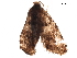  ( - BIOUG33681-F09)  @12 [ ] CreativeCommons - Attribution (2018) CBG Photography Group Centre for Biodiversity Genomics