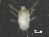  (Eutrombidiidae - BIOUG33044-B07)  @13 [ ] CreativeCommons - Attribution (2017) CBG Photography Group Centre for Biodiversity Genomics