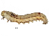  ( - BIOUG33876-C07)  @12 [ ] CreativeCommons - Attribution (2018) CBG Photography Group Centre for Biodiversity Genomics