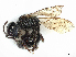  ( - BIOUG34395-H02)  @11 [ ] CreativeCommons - Attribution Share - Alike (2023) CBG Photography Group Centre for Biodiversity Genomics