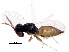  (Homoporus subniger - BIOUG34436-G05)  @14 [ ] CreativeCommons - Attribution (2017) CBG Photography Group Centre for Biodiversity Genomics
