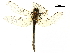  (Cordulia shurtleffii - BIOUG35063-H05)  @11 [ ] CreativeCommons - Attribution (2017) CBG Photography Group Centre for Biodiversity Genomics