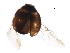  ( - BIOUG33431-E09)  @11 [ ] CreativeCommons - Attribution (2018) CBG Photography Group Centre for Biodiversity Genomics