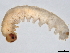  ( - BIOUG35104-A03)  @11 [ ] CreativeCommons - Attribution (2021) CBG Photography Group Centre for Biodiversity Genomics