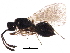  (Trichopria atricornis - BIOUG35104-E07)  @14 [ ] CreativeCommons - Attribution (2017) CBG Photography Group Centre for Biodiversity Genomics