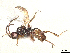  ( - BIOUG35312-B02)  @11 [ ] CreativeCommons - Attribution Share - Alike (2025) CBG Photography Group Centre for Biodiversity Genomics