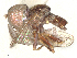  ( - BIOUG35316-F01)  @11 [ ] CreativeCommons - Attribution Share - Alike (2025) CBG Photography Group Centre for Biodiversity Genomics