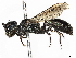  ( - BIOUG33532-D09)  @11 [ ] CreativeCommons - Attribution Share - Alike (2023) CBG Photography Group Centre for Biodiversity Genomics