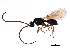  ( - BIOUG33511-D08)  @12 [ ] CreativeCommons - Attribution (2017) CBG Photography Group Centre for Biodiversity Genomics