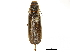  ( - BIOUG32883-D07)  @11 [ ] CreativeCommons - Attribution (2018) CBG Photography Group Centre for Biodiversity Genomics