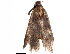  ( - BIOUG33223-E11)  @12 [ ] CreativeCommons - Attribution (2017) CBG Photography Group Centre for Biodiversity Genomics