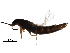  (Acrotona smithi - BIOUG33948-G11)  @13 [ ] CreativeCommons - Attribution (2017) CBG Photography Group Centre for Biodiversity Genomics
