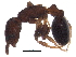  ( - BIOUG34867-A07)  @13 [ ] CreativeCommons - Attribution (2017) CBG Photography Group Centre for Biodiversity Genomics
