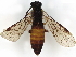  ( - BIOUG33066-C07)  @11 [ ] CreativeCommons - Attribution (2021) CBG Photography Group Centre for Biodiversity Genomics