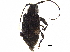  (Astylopsis - BIOUG34038-B01)  @14 [ ] CreativeCommons - Attribution (2017) CBG Photography Group Centre for Biodiversity Genomics