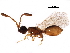  (Basalys abruptus - BIOUG34530-C03)  @14 [ ] CreativeCommons - Attribution (2017) CBG Photography Group Centre for Biodiversity Genomics