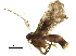  ( - BIOUG35664-E08)  @12 [ ] CreativeCommons - Attribution (2018) CBG Photography Group Centre for Biodiversity Genomics