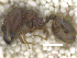  ( - MACN-Bar-Ins-ct 07807)  @11 [ ] Copyright (2018) MACN Museo Argentino de Ciencias Naturales "Bernardino Rivadavia"