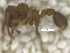  (Mycocepurus goeldii - MACN-Bar-Ins-ct 07824)  @12 [ ] Copyright (2018) MACN Museo Argentino de Ciencias Naturales "Bernardino Rivadavia"