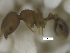  ( - MACN-Bar-Ins-ct 07838)  @11 [ ] Copyright (2018) MACN Museo Argentino de Ciencias Naturales "Bernardino Rivadavia"