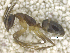  (Camponotus landolti - MACN-Bar-Ins-ct 07852)  @13 [ ] Copyright (2018) MACN Museo Argentino de Ciencias Naturales "Bernardino Rivadavia"