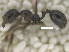  ( - MACN-Bar-Ins-ct 07859)  @11 [ ] Copyright (2018) MACN Museo Argentino de Ciencias Naturales "Bernardino Rivadavia"