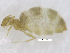  (Brachymyrmex B - MACN-Bar-Ins-ct 07867)  @11 [ ] Copyright (2018) MACN Museo Argentino de Ciencias Naturales "Bernardino Rivadavia"