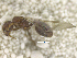  ( - MACN-Bar-Ins-ct 07877)  @12 [ ] Copyright (2018) MACN Museo Argentino de Ciencias Naturales "Bernardino Rivadavia"