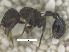  ( - MACN-Bar-Ins-ct 07913)  @11 [ ] Copyright (2018) MACN Museo Argentino de Ciencias Naturales "Bernardino Rivadavia"