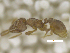  (Strumigenys silvestrii - MACN-Bar-Ins-ct 07942)  @12 [ ] Copyright (2018) MACN Museo Argentino de Ciencias Naturales "Bernardino Rivadavia"