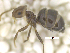  (Brachymyrmex CIP0A - MACN-Bar-Ins-ct 07958)  @11 [ ] Copyright (2018) MACN Museo Argentino de Ciencias Naturales "Bernardino Rivadavia"