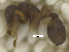  (Octostruma rugifera - MACN-Bar-Ins-ct 07970)  @11 [ ] Copyright (2018) MACN Museo Argentino de Ciencias Naturales "Bernardino Rivadavia"