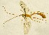  (Enicospilus arabicus - OPSAU_5)  @13 [ ] No Rights Reserved (2015) Unspecified Cairo University