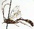  (Enicospilus mirabilis - OPSAU_11)  @14 [ ] No Rights Reserved (2015) Unspecified Cairo University