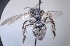  (Andrena UNK5 - BL580-6)  @11 [ ] CreativeCommons  Attribution (Briana Lindh) (2022) Briana Lindh Willamette University