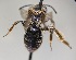  (Andrena UNK1 - BL638-8)  @11 [ ] CreativeCommons  Attribution (Briana Lindh) (2022) Briana Lindh Willamette University