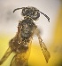  (Andrena UNK2 - BL648-3)  @11 [ ] CreativeCommons  Attribution (Briana Lindh) (2022) Briana Lindh Willamette University