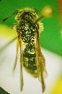  (Andrena UNK3 - BL648-5)  @11 [ ] CreativeCommons  Attribution (Briana Lindh) (2022) Briana Lindh Willamette University