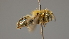  ( - OSAC_0001252258)  @11 [ ] CreativeCommons  Attribution (by) (2022) Pollinator Health Lab Oregon State University