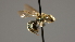  ( - OSAC_0001252266)  @11 [ ] CreativeCommons  Attribution (by) (2022) Pollinator Health Lab Oregon State University