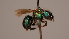  ( - OSAC_0001252317)  @11 [ ] CreativeCommons  Attribution (by) (2022) Pollinator Health Lab Oregon State University