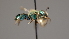  ( - OSAC_0001252324)  @11 [ ] CreativeCommons  Attribution (by) (2022) Pollinator Health Lab Oregon State University