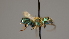 ( - OSAC_0001252328)  @11 [ ] CreativeCommons  Attribution (by) (2022) Pollinator Health Lab Oregon State University