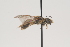  ( - OSAC_0001252085)  @11 [ ] CreativeCommons  Attribution (by) (2021) Pollinator Health Lab Oregon State University