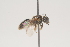  ( - OSAC_0001252086)  @11 [ ] CreativeCommons  Attribution (by) (2021) Pollinator Health Lab Oregon State University