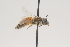  ( - OSAC_0001252087)  @11 [ ] CreativeCommons  Attribution (by) (2021) Pollinator Health Lab Oregon State University