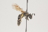  ( - OSAC_0001252089)  @11 [ ] CreativeCommons  Attribution (by) (2021) Pollinator Health Lab Oregon State University