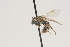  ( - OSAC_0001252110)  @11 [ ] CreativeCommons  Attribution (by) (2021) Pollinator Health Lab Oregon State University