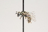  ( - OSAC_0001252111)  @11 [ ] CreativeCommons  Attribution (by) (2021) Pollinator Health Lab Oregon State University